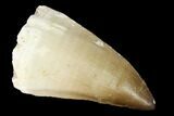 Large, Mosasaur (Prognathodon) Tooth #163700-1